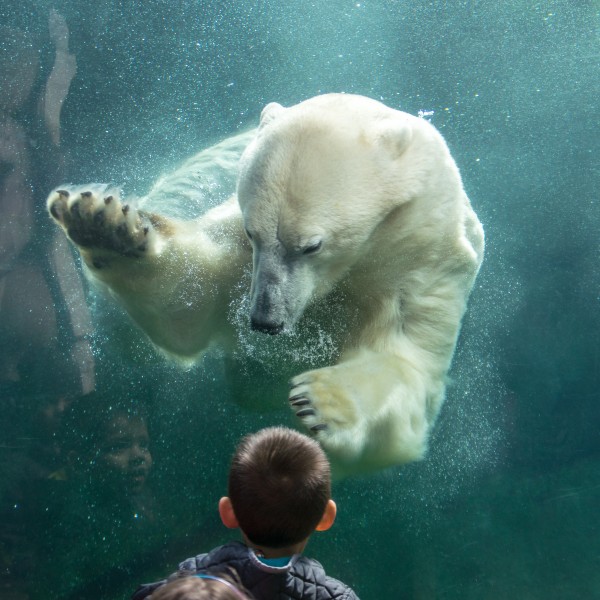 Sons close encounter with a Polar Bear 3 Print