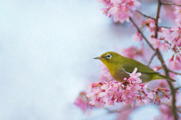 Bird In Sakura Cherry Blossom Tree  Print