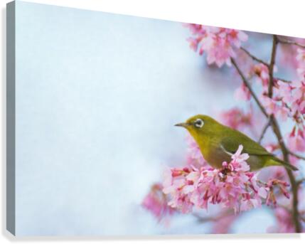 Bird In Sakura Cherry Blossom Tree  Canvas Print