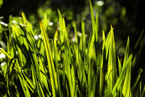 Backlit Grasses