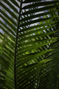 Palm Frond Backlit