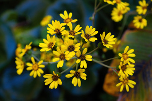 Small Yellow Flowers