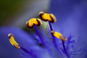 Spider Wort
