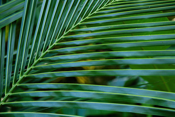 Abstract Palm Leaves by Jerry Clement