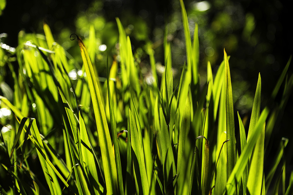 Backlit Grasses Print