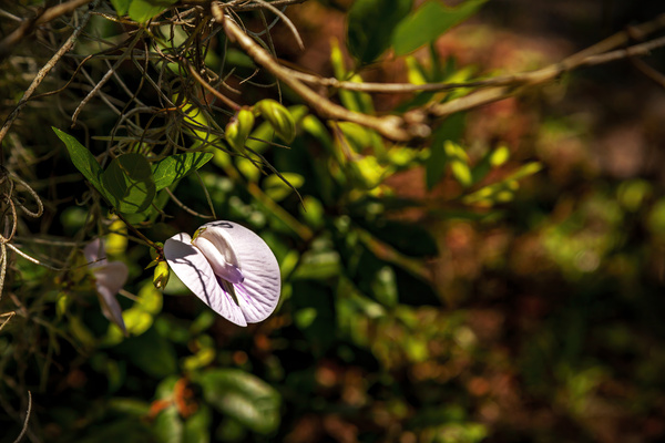 Butterfly Pea by Jerry Clement