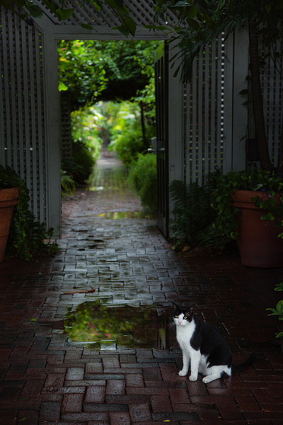 Cat at the Gate Print
