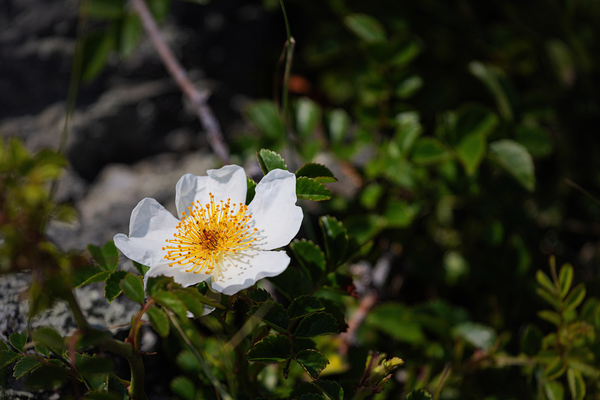 Enjoying the Sun by Jerry Clement