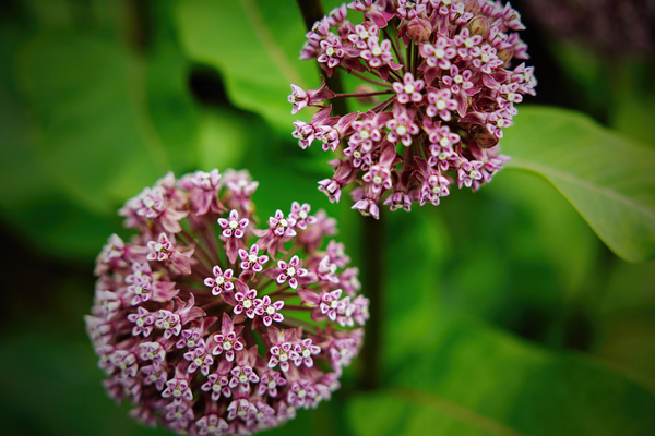 Milkweed Print