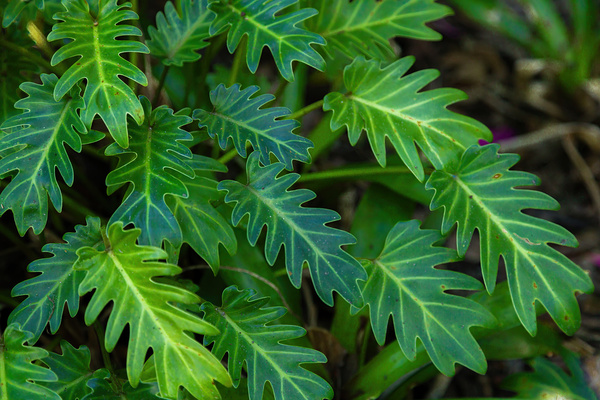 Small Philodendron Cluster Print