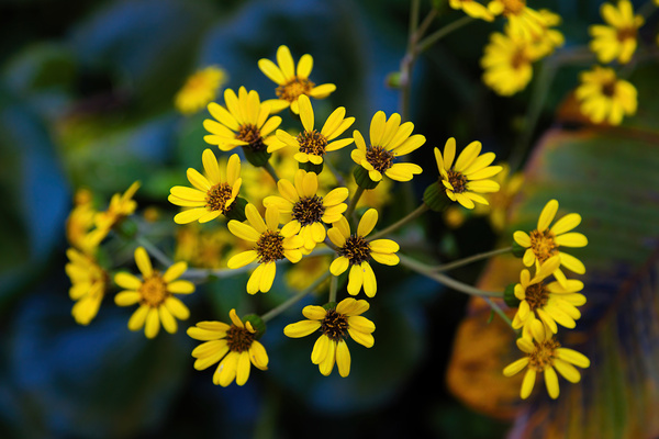 Small Yellow Flowers Print