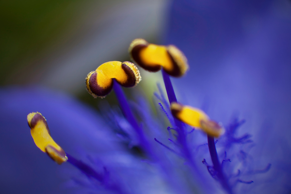 Spider Wort Print