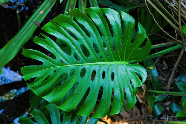 Split Leaf Philodendron Print