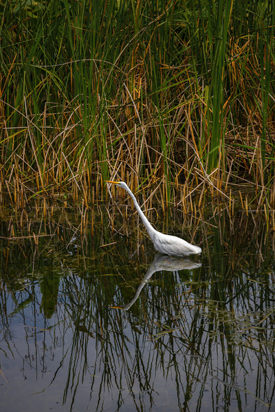 White Egret with Reflection Print
