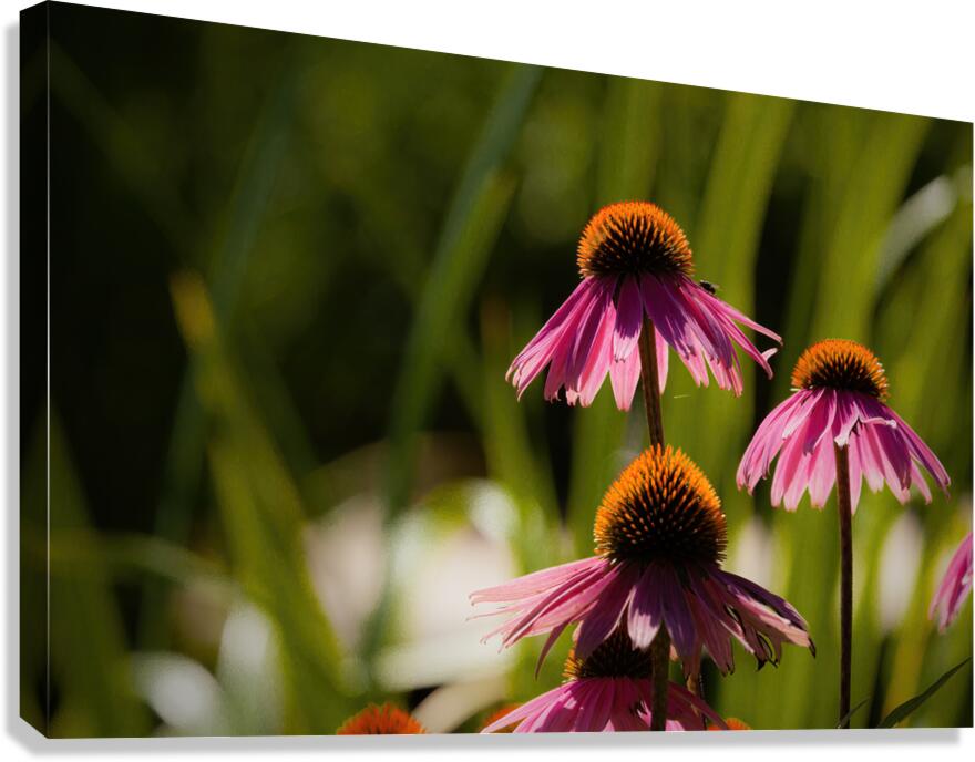 Echinacea Canvas Print