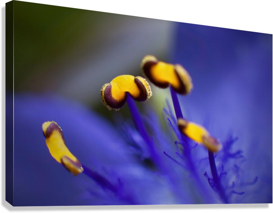 Spider Wort Canvas Print