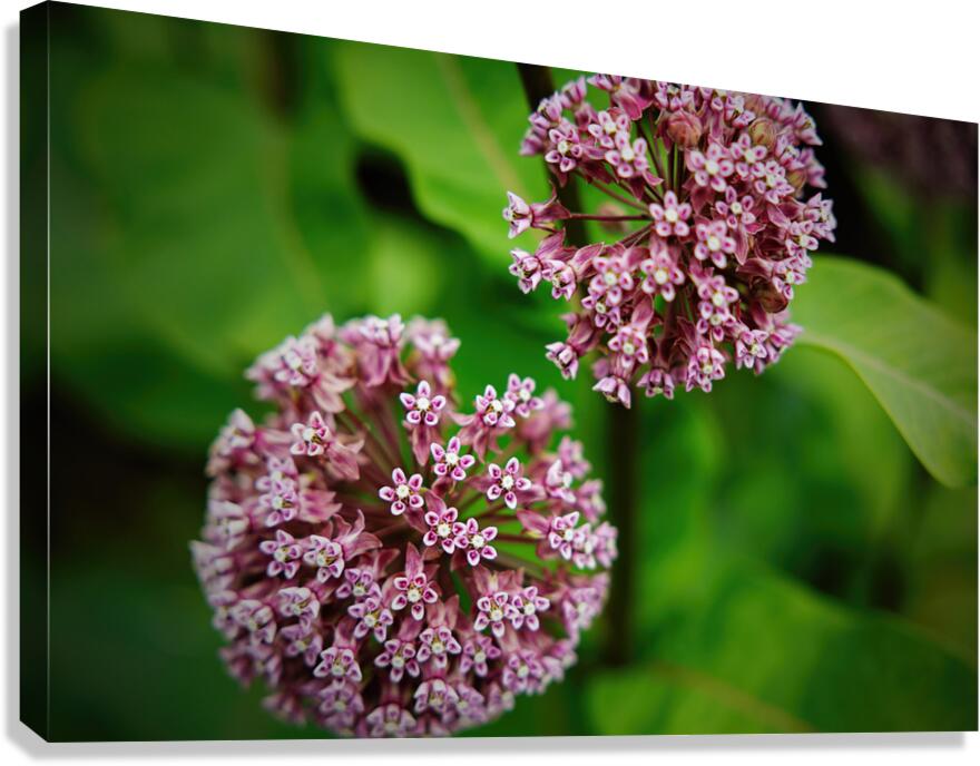 Milkweed Canvas Print