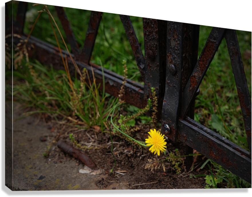 Survival Canvas Print