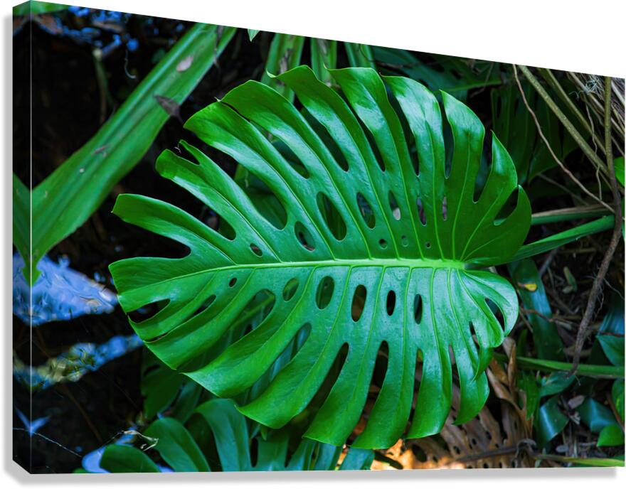 Split Leaf Philodendron Canvas Print