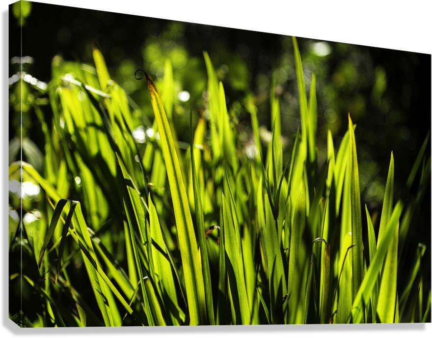 Backlit Grasses Canvas Print
