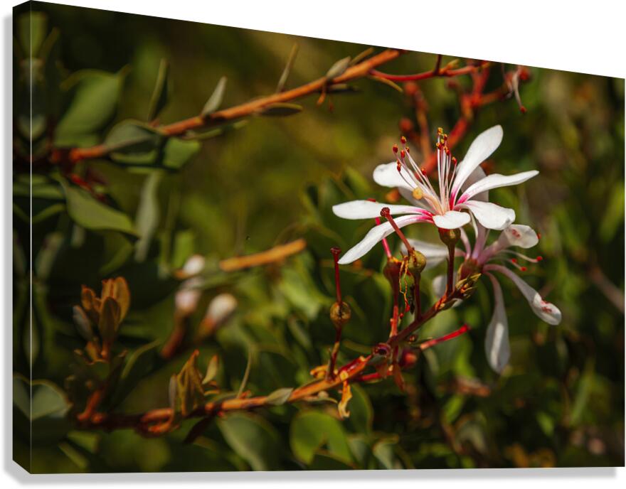 Tarflower Canvas Print