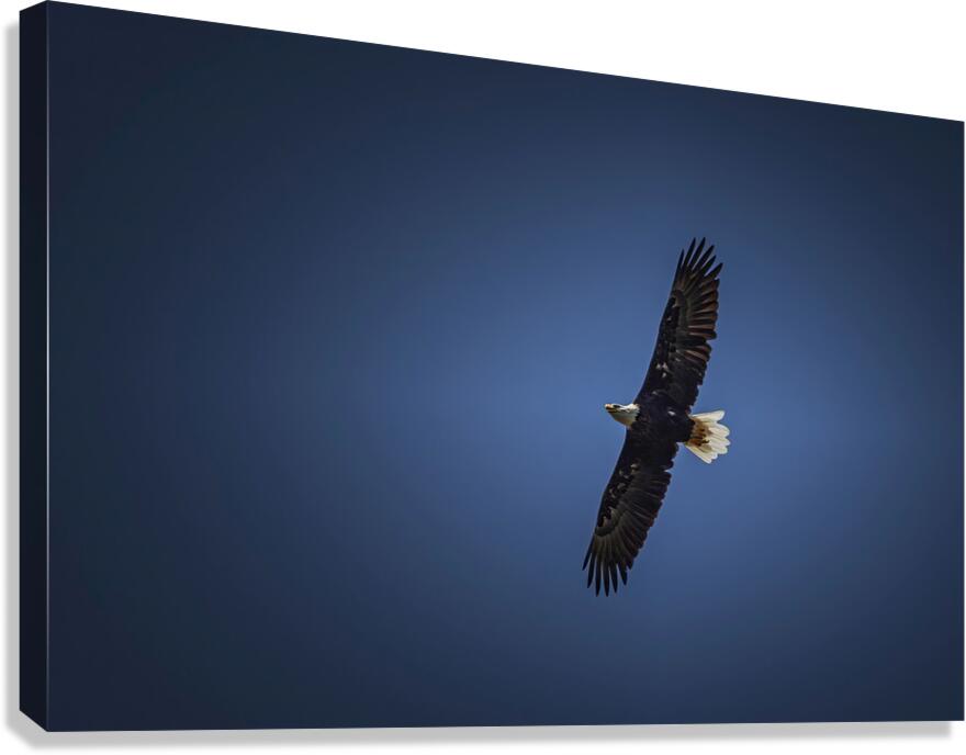Soaring Bald Eagle Canvas Print