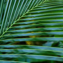 Abstract Palm Leaves