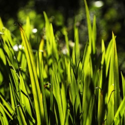 Backlit Grasses