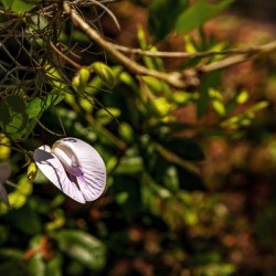 Butterfly Pea