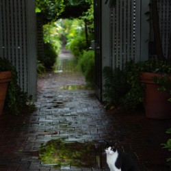 Cat at the Gate