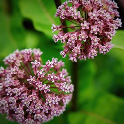 Milkweed