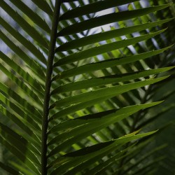 Palm Frond Backlit