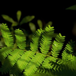 Resurrection Fern in the Shadows