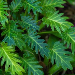 Small Philodendron Cluster