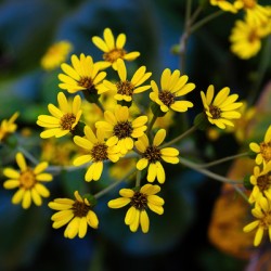 Small Yellow Flowers
