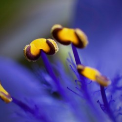 Spider Wort