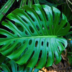 Split Leaf Philodendron