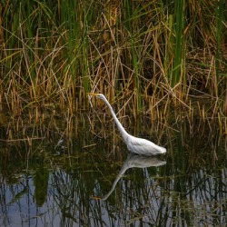 White Egret with Reflection
