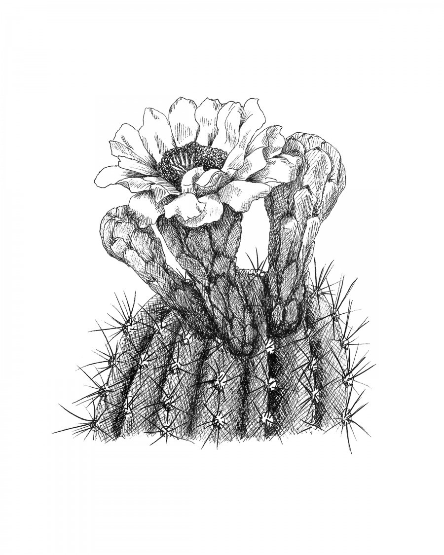 Saguaro Cactus Blossom by Laurel Leaf Co Wall Art