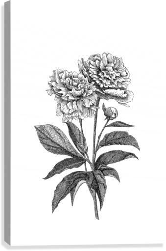 Peonies Canvas Print