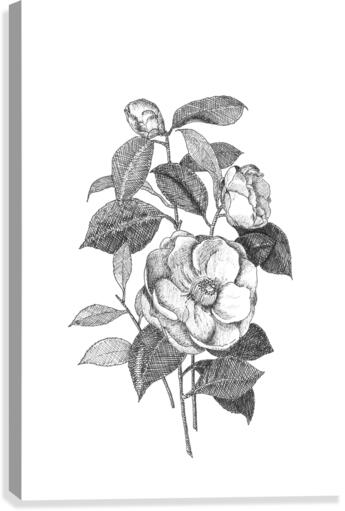 Camellia Canvas Print