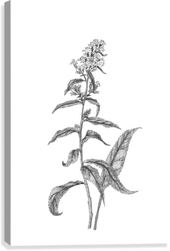 Goldenrod Canvas Print