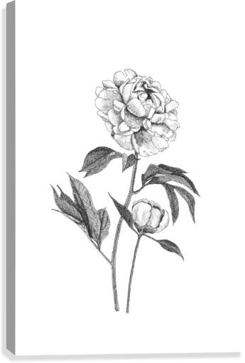 Peony Canvas Print