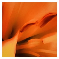 Orange Flowing Curves