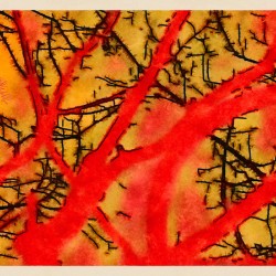Red Tree Calligraphy