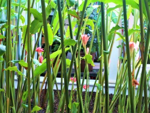 Plants Abstracted