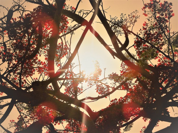Sunlight Filtered by Tree Print