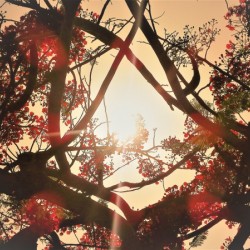 Sunlight Filtered by Tree