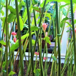 Plants Abstracted