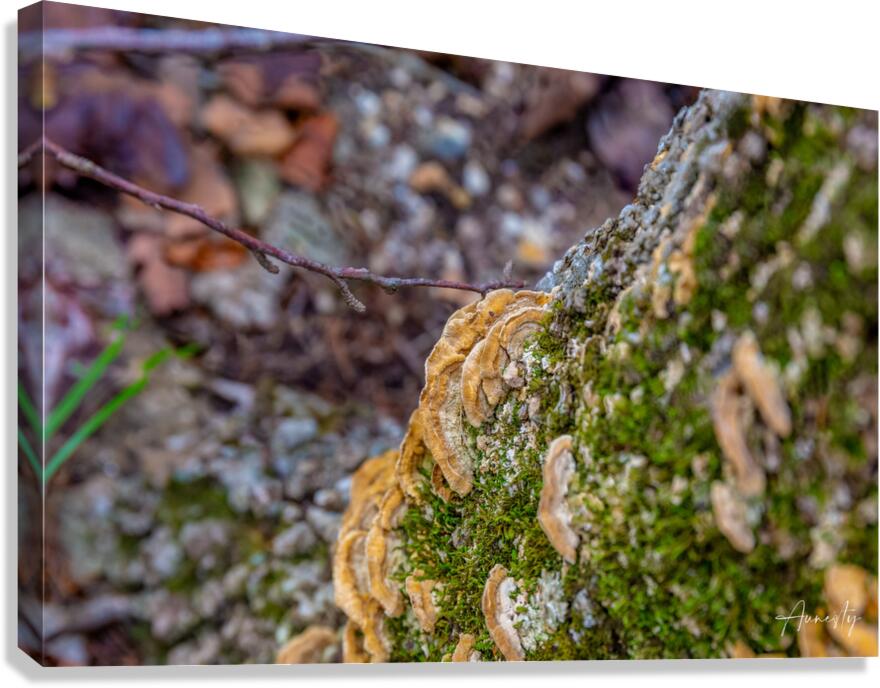 Turkey Tail Canvas Print